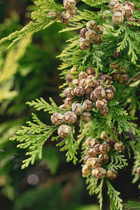 CUPRESSUS SEMPERVIRENS LEAF OIL