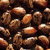 RICINUS COMMUNIS