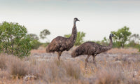 Emu oil