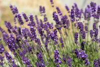 Lavender essential oil