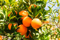 ORANGE ESSENTIAL OIL