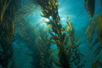 sea kelp